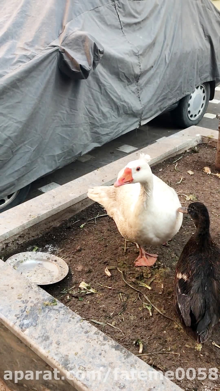 اصرار ماده به دوست صميمي اش غا...