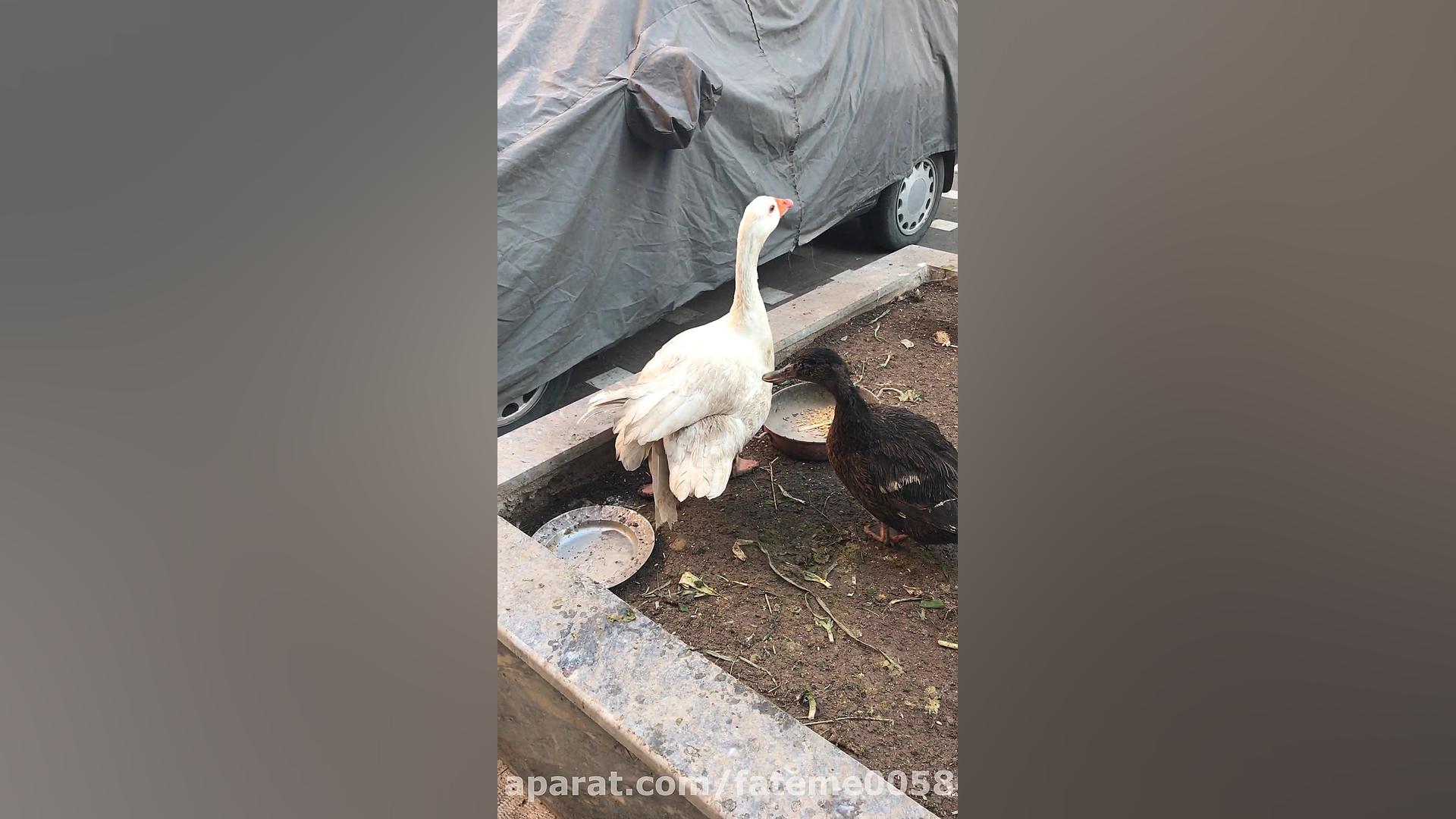 اصرار ماده به دوست صميمي اش غا...