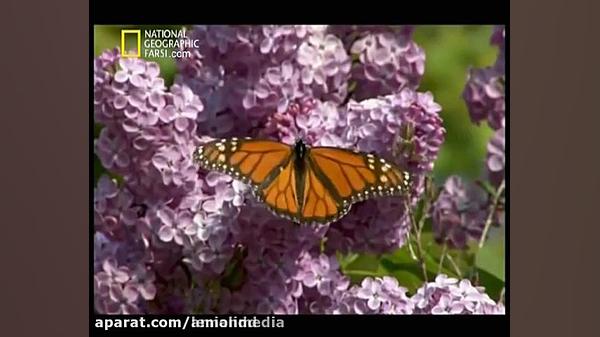 مستند مهاجرت عظیم