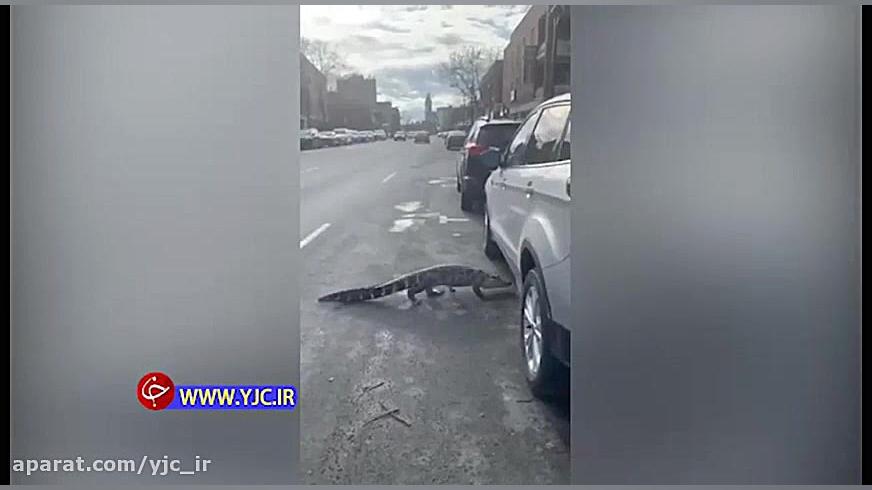 پرسه کروکدیل در خیابان، رانندگ...