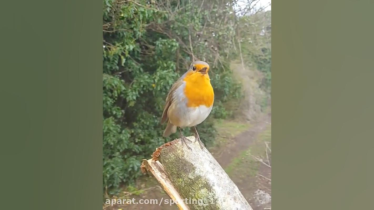 آواز خواندن سینه سرخ