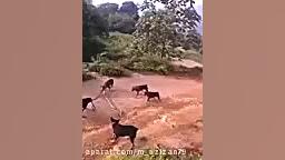 جنگ پنج به یک سگ و مار کبرا