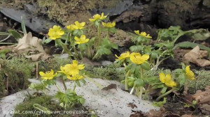 معرفی کود کورت آمین، کود حاوی...