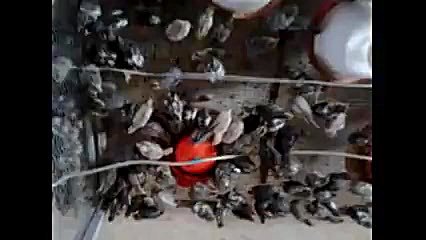 جوجه بلدرچین ،بلدرچین ، قفس جو...