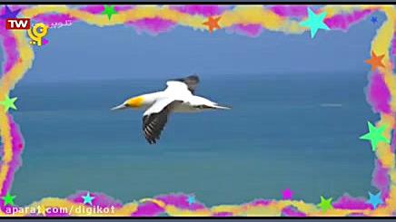 کلیپ  مهاجرت زمستانی پرندگان