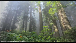 حافظ شیرازی  غزل شماره 28