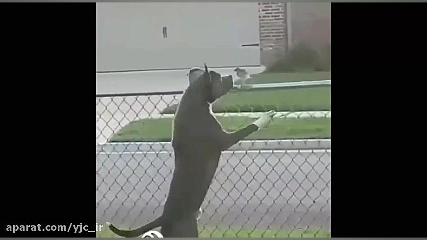 سگی که از اعتماد پرنده سواستفا...