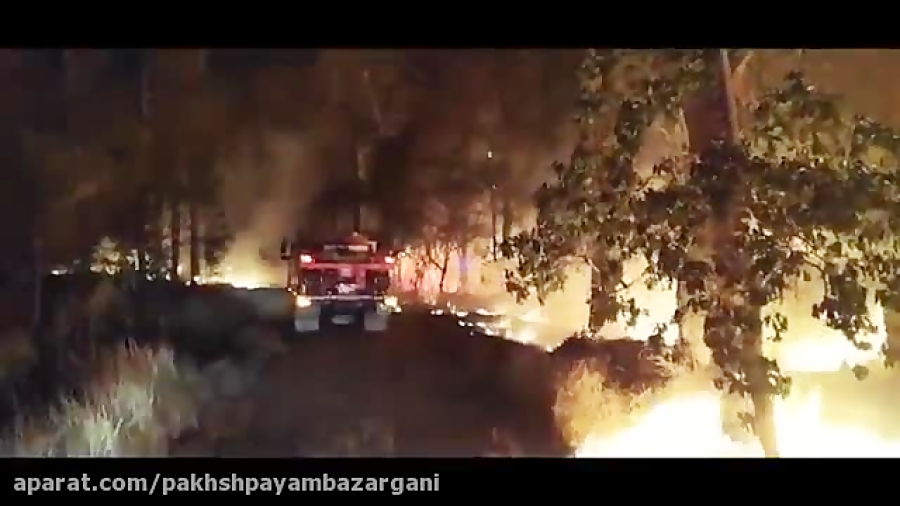 درخت کریسمس در آتش سوخت