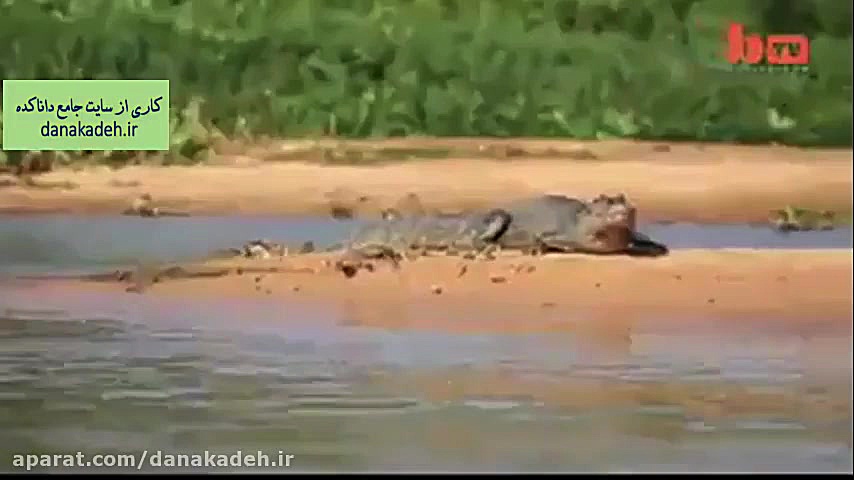 وقتی پلنگ سوسمار و آفتاب پرست...