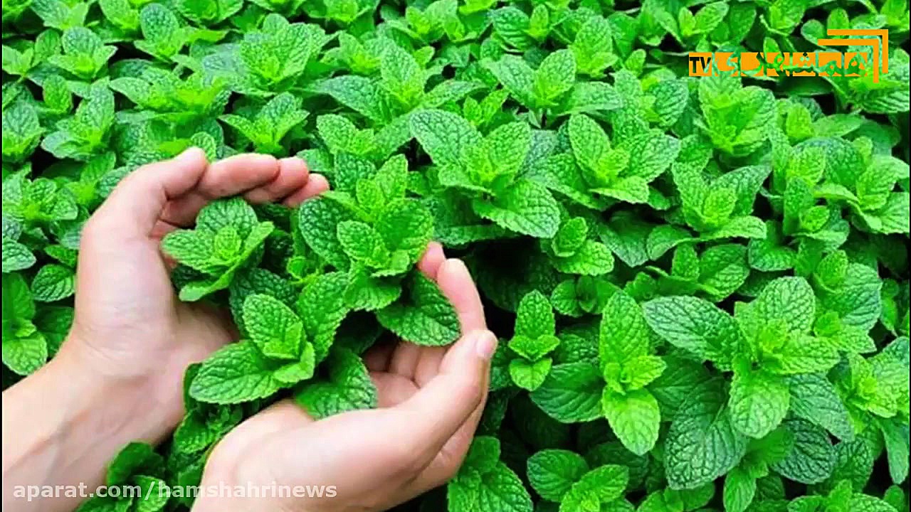 سال خوب گیاهان دارویی