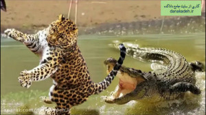 شکار ببر و فیل توسط تمساح گرسن...