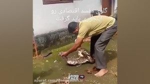 بیرون آوردن چند مرغ از دهان اف...