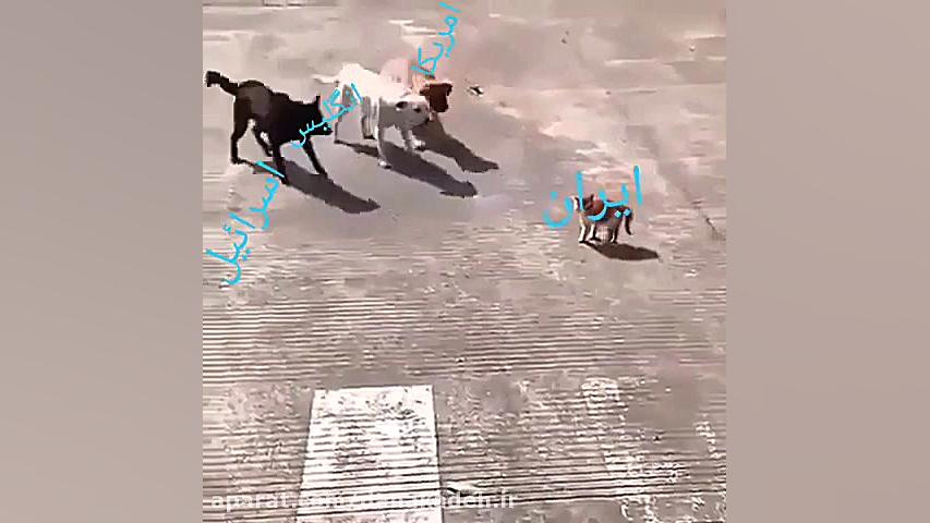 وحشت سه سگ از یک گربه