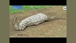 بلعیدن بز کوهی توسط مار غول پی...