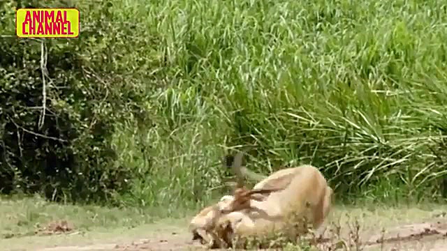 بهترین شکارهای سلطان جنگل