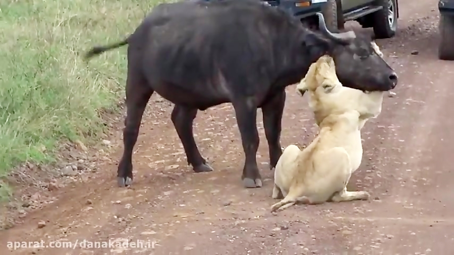 فیلم برداری نزدیک از شکار بوفا...