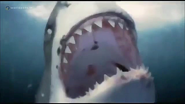 صحنه های مبارزه و شکار حیات وح...