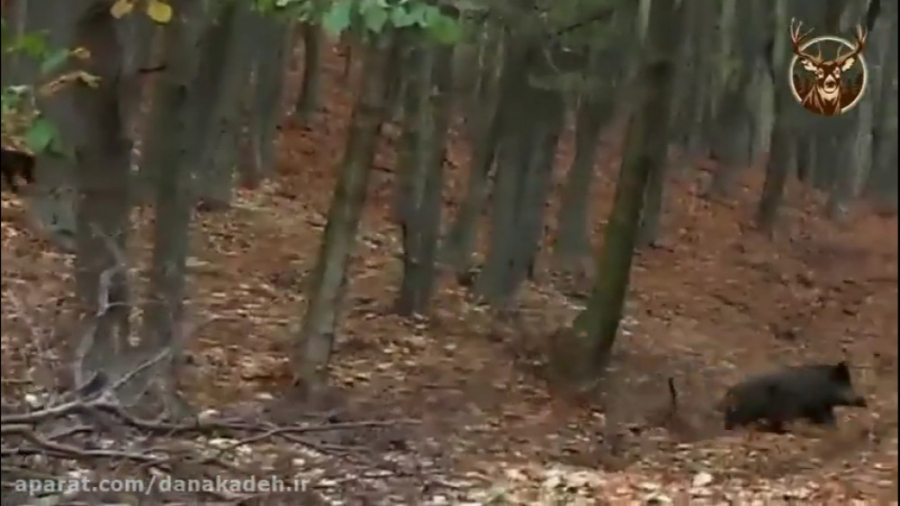 شکار گراز با اسلحه شکاری در جن...