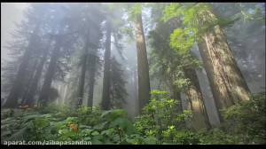حافظ شیرازی  غزل شماره 59