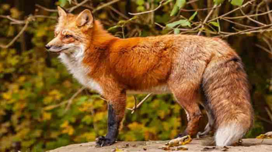 آموزش حیوانات فرانسوی  صدای حی...