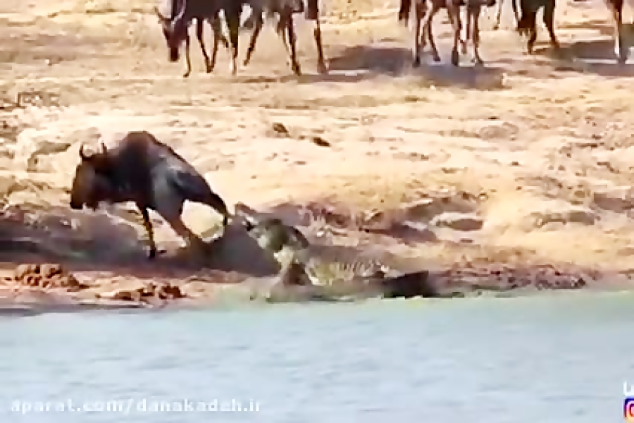 شکار بوفالو توسط تمساح گرسنه