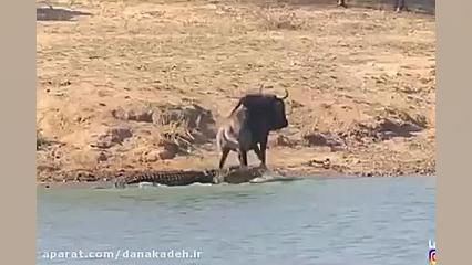 شکار بوفالو توسط تمساح گرسنه