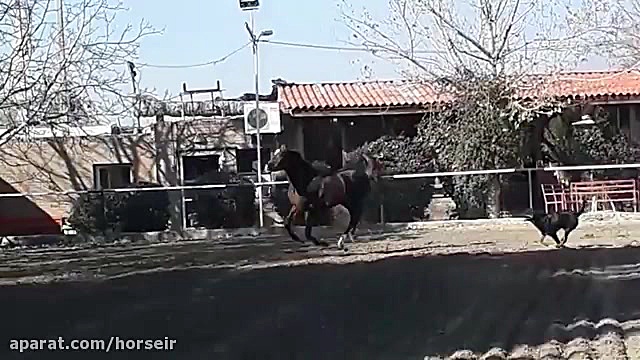 اسب عرب مصری