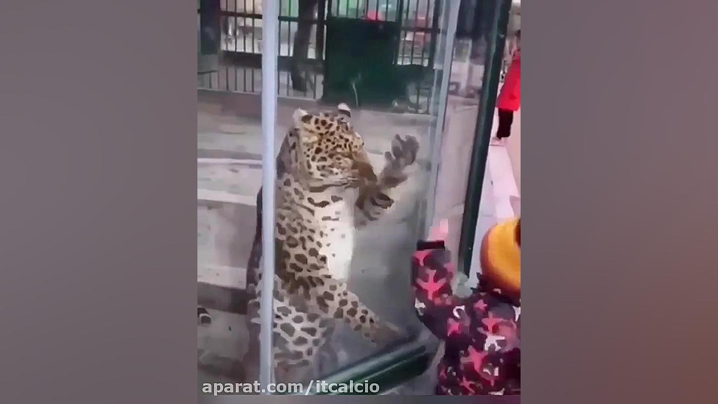 بچه بامزه و پلنگ