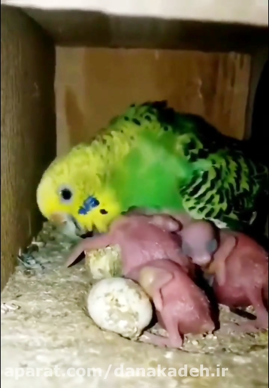 بچه فنچ ها وقتی سر از تخم در م...