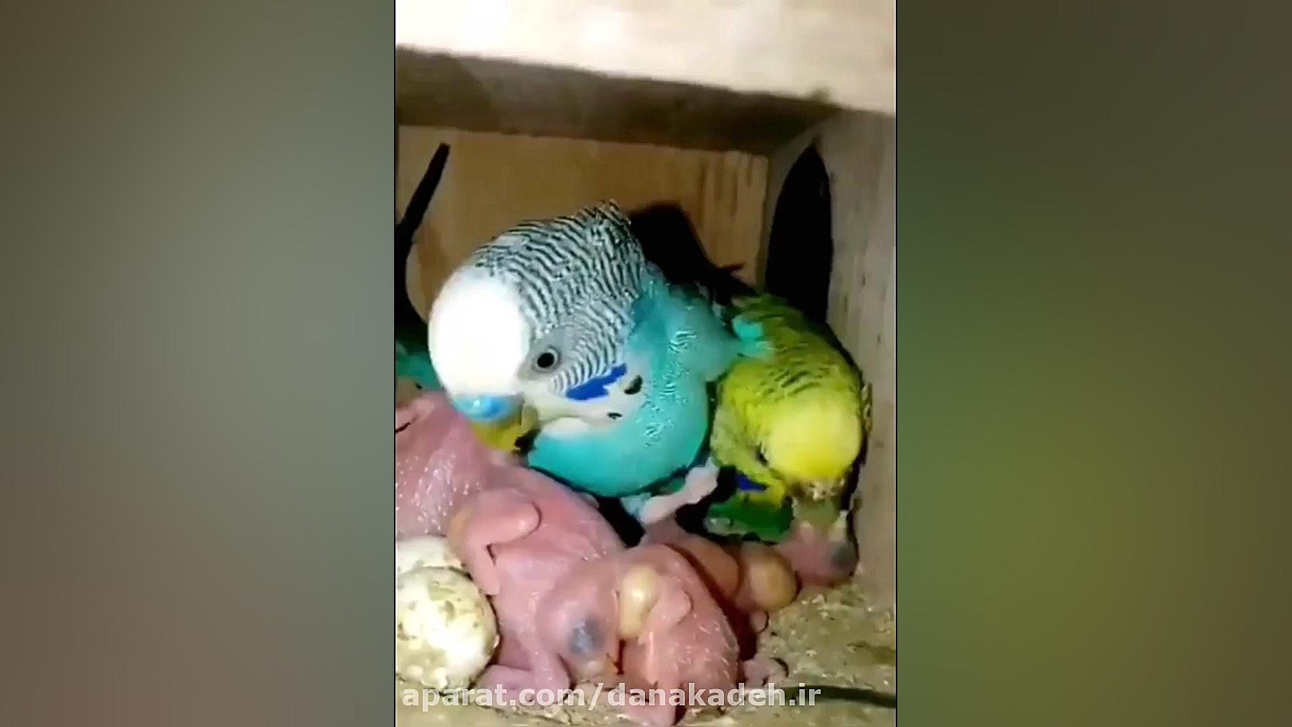 بچه فنچ ها وقتی سر از تخم در م...