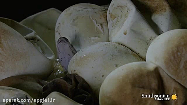 تصاویر شگفت انگیز از مار راک پ...