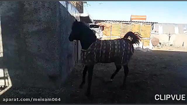 اسب کرد مافیا میثم فروتن