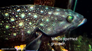 ماهی هامور سومن: Epinephelus s...