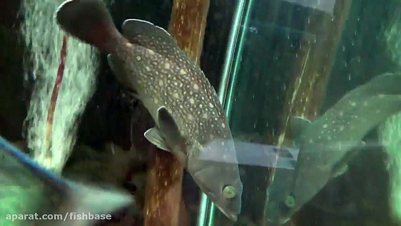 ماهی هامور سومن: Epinephelus s...