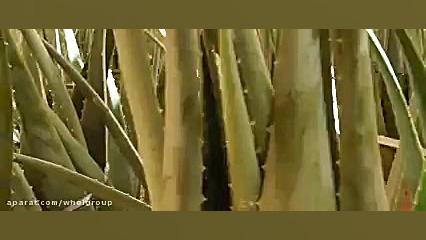 بزرگترین گلخانه کاشت گیاه آلوو...