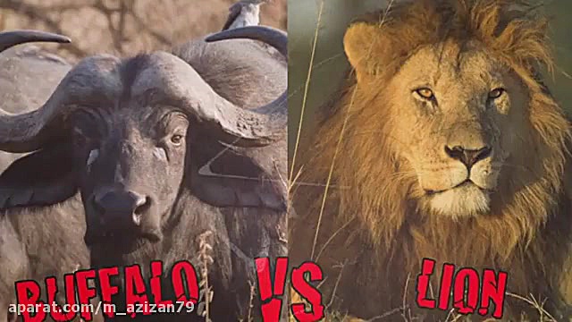 مستند ده مبارزه مرگبار حیوانات...