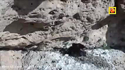 حیات وحش در رگهای سرد