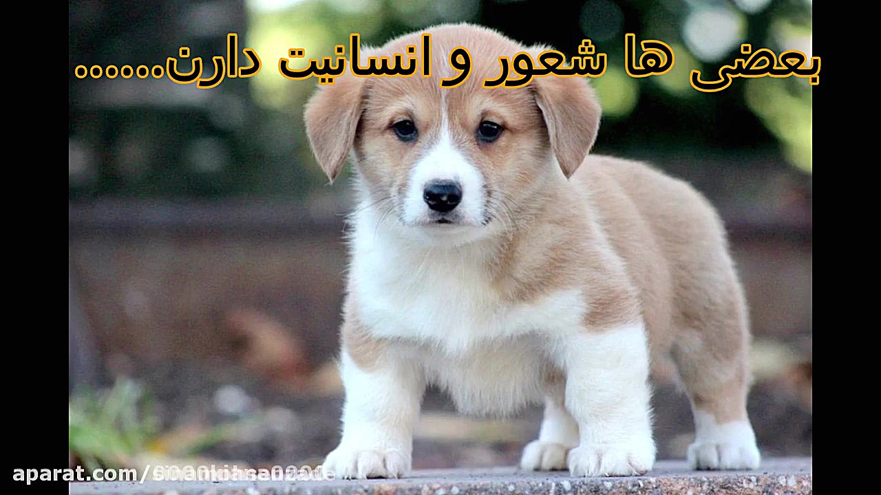 حیوان آزاری ممنوع!!! (باز نشر...