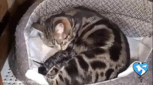 نحوه زایمان در گربه خانگی و نگ...