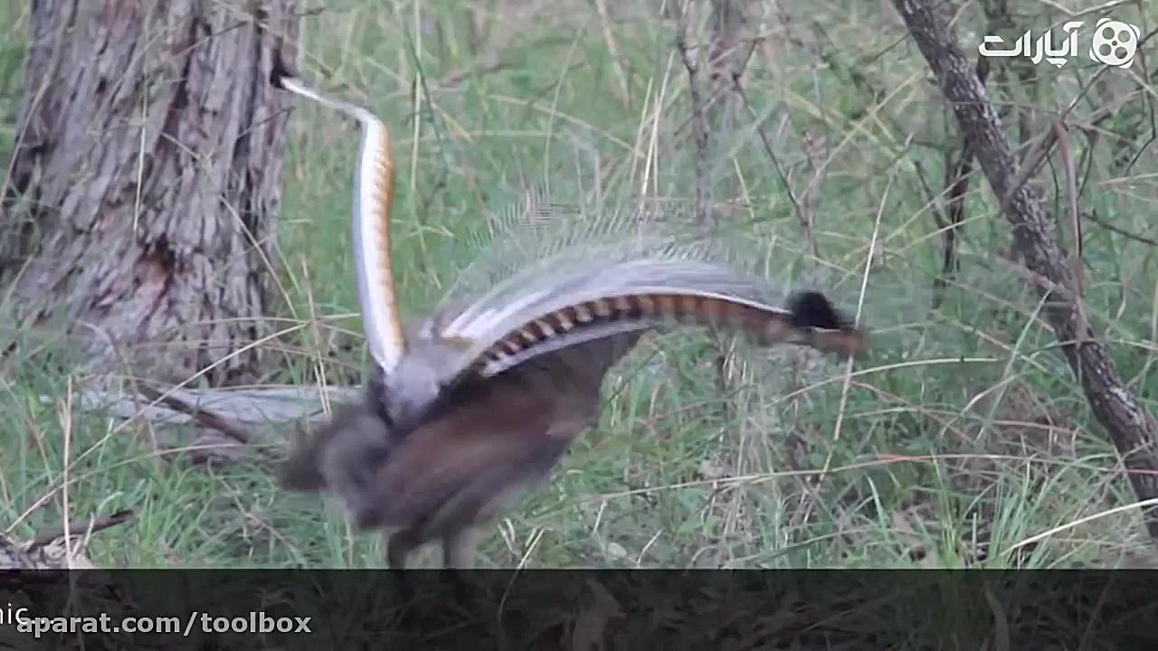 جفت گیری عجیب و غریب مرغ چنگ!!...