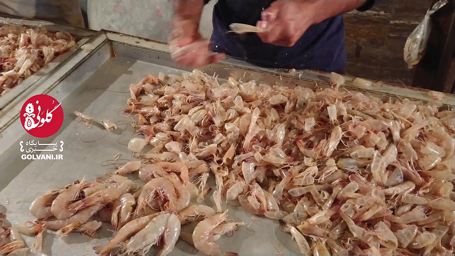 انواع ماهی خوراکی در خلیج فارس