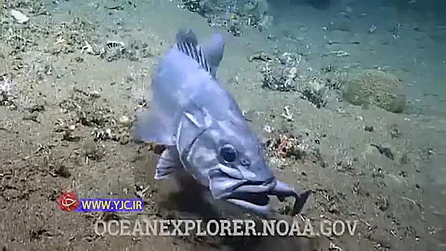 کوسه ای که حین خوردن اره ماهی...