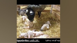 نمونه گوسفند چندقلوزا