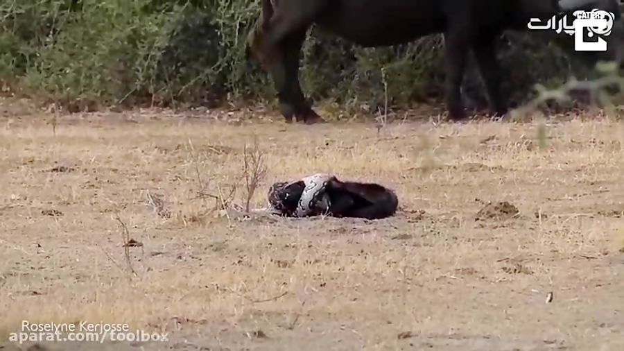 شکار شدن مار پیتون