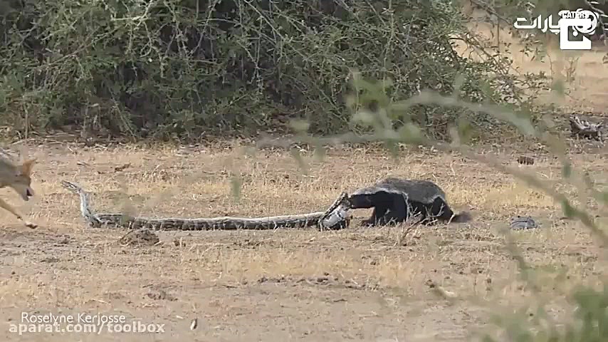 شکار شدن مار پیتون