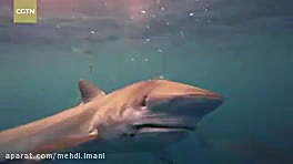 کوسه ماهی خطرناکی که همیشه ترس...