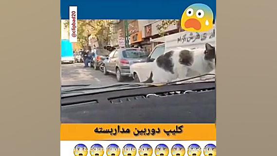 فیلمبرداری اتفاقی از گوشی قاپی...