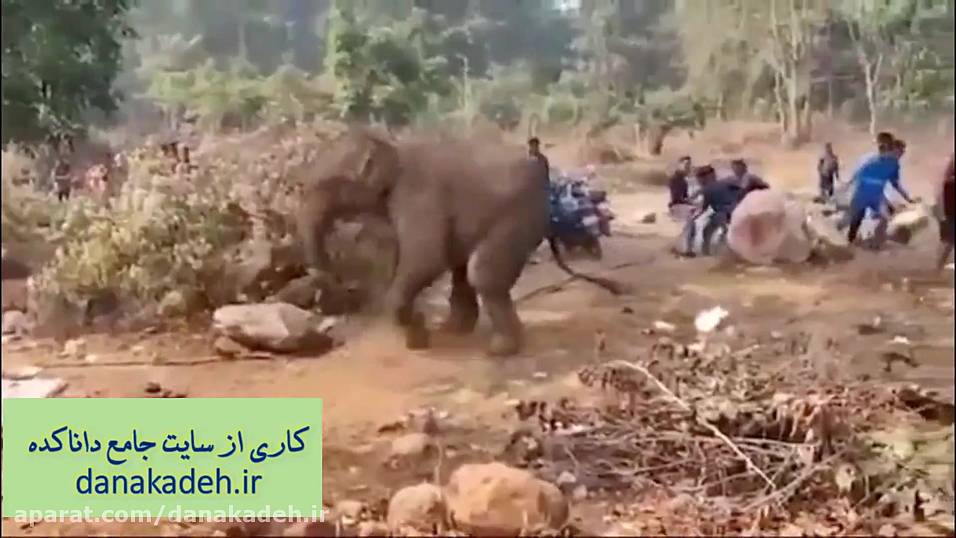 حمله فیل عصبانی به مردم و سفره...