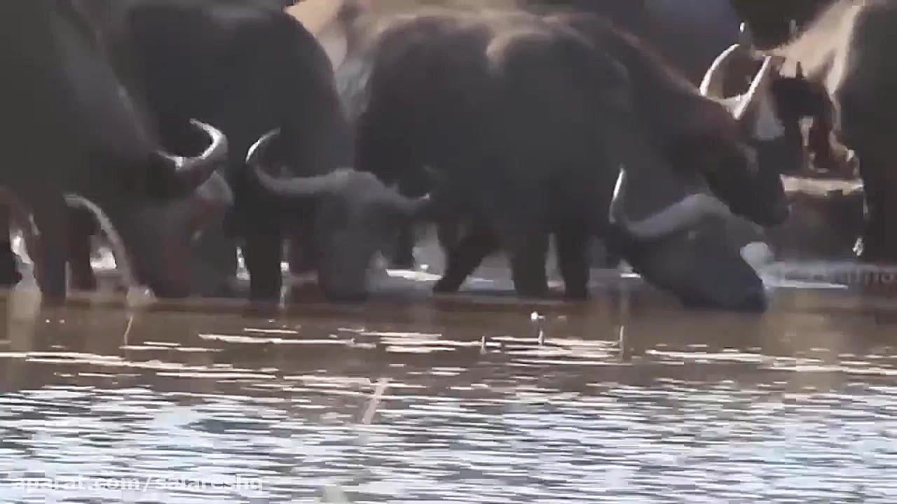 کلیپ ترسناک محاصره گورکن بیچار...