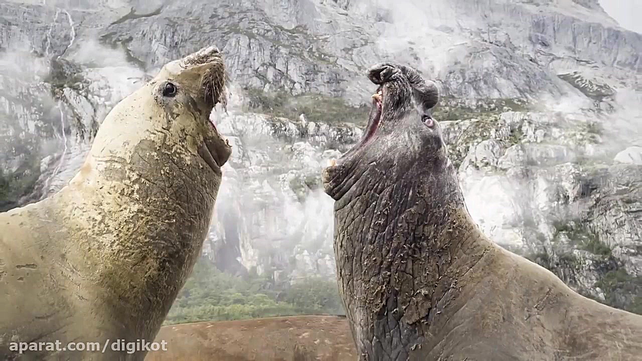 شکار شدن جوجه پنگوئن توسط قاپو...